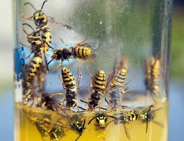 rid wasps wasp bees trap away remove nests them getting keep nest hornet yellow bee diy killer should know naturallivingideas
